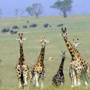 giraffes