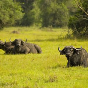 buffaloes