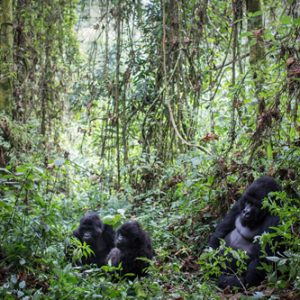 gorilla tracking