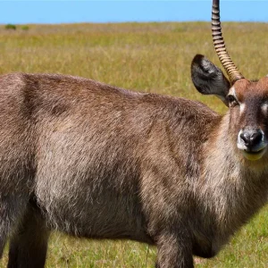 waterbuck