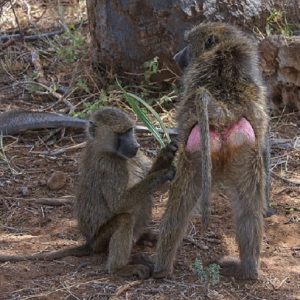 Baboon