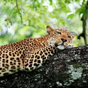 leo