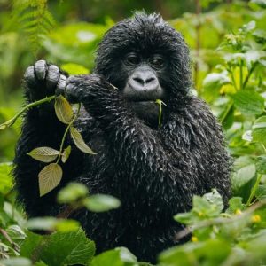 gorilla