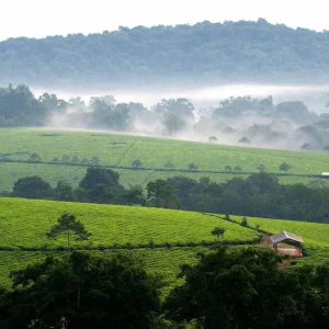 uganda