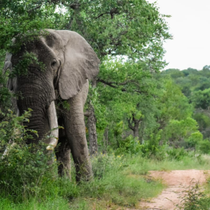 elephants