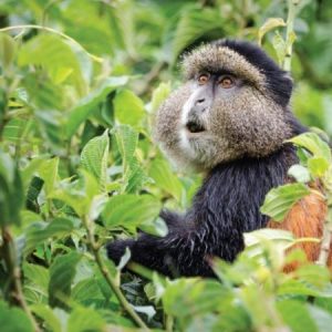 monkeys