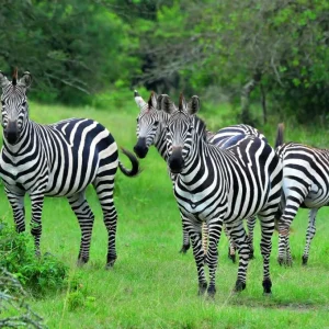 zebras