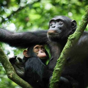 chimps