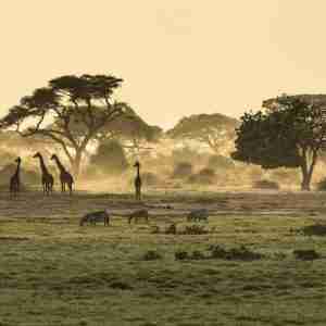 kenya