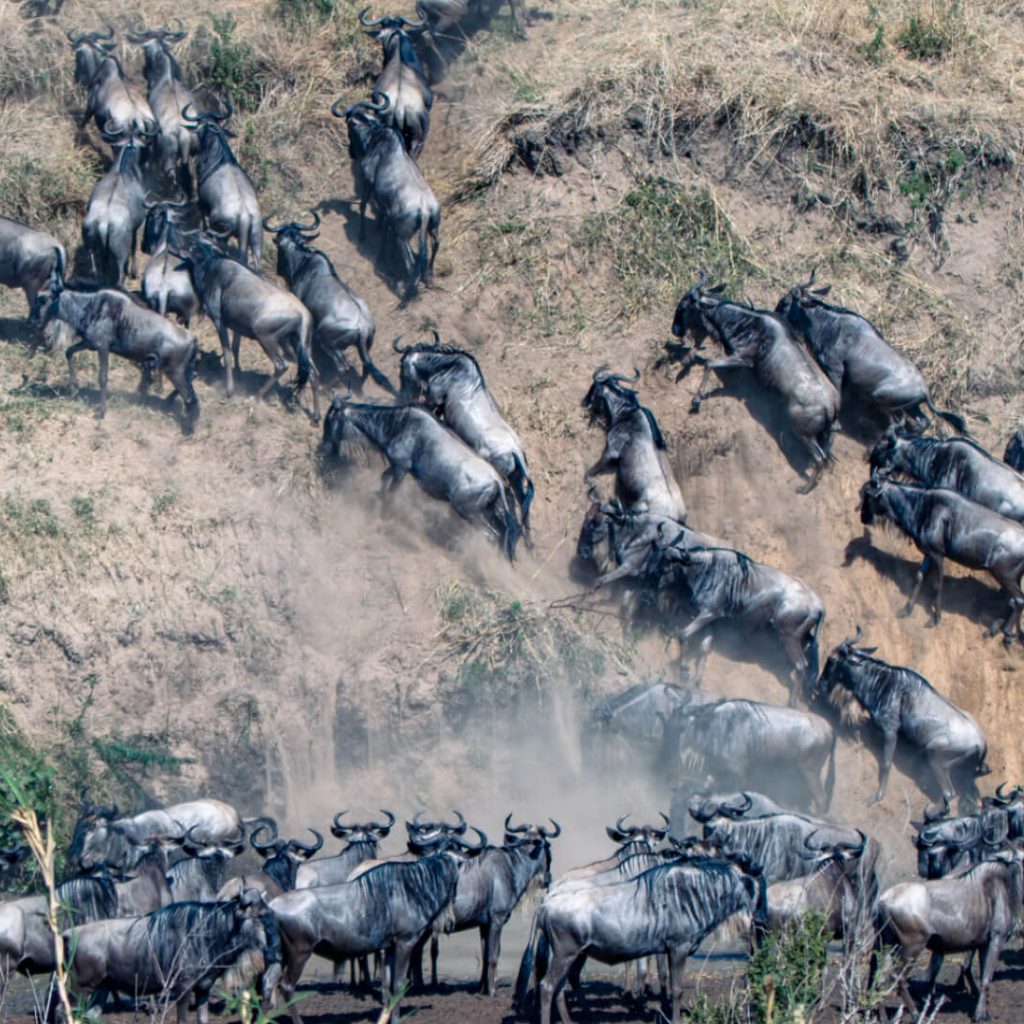wildebeest