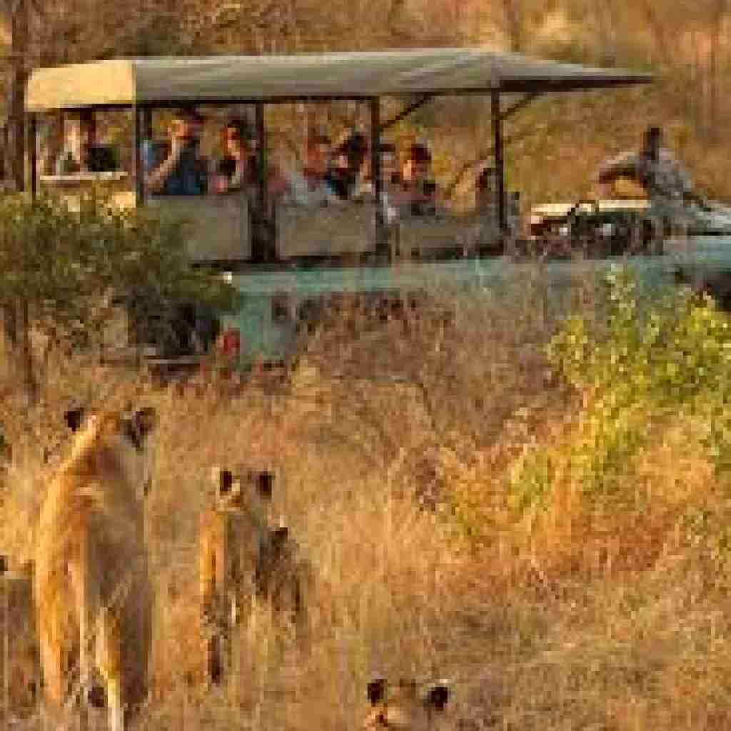 game drive