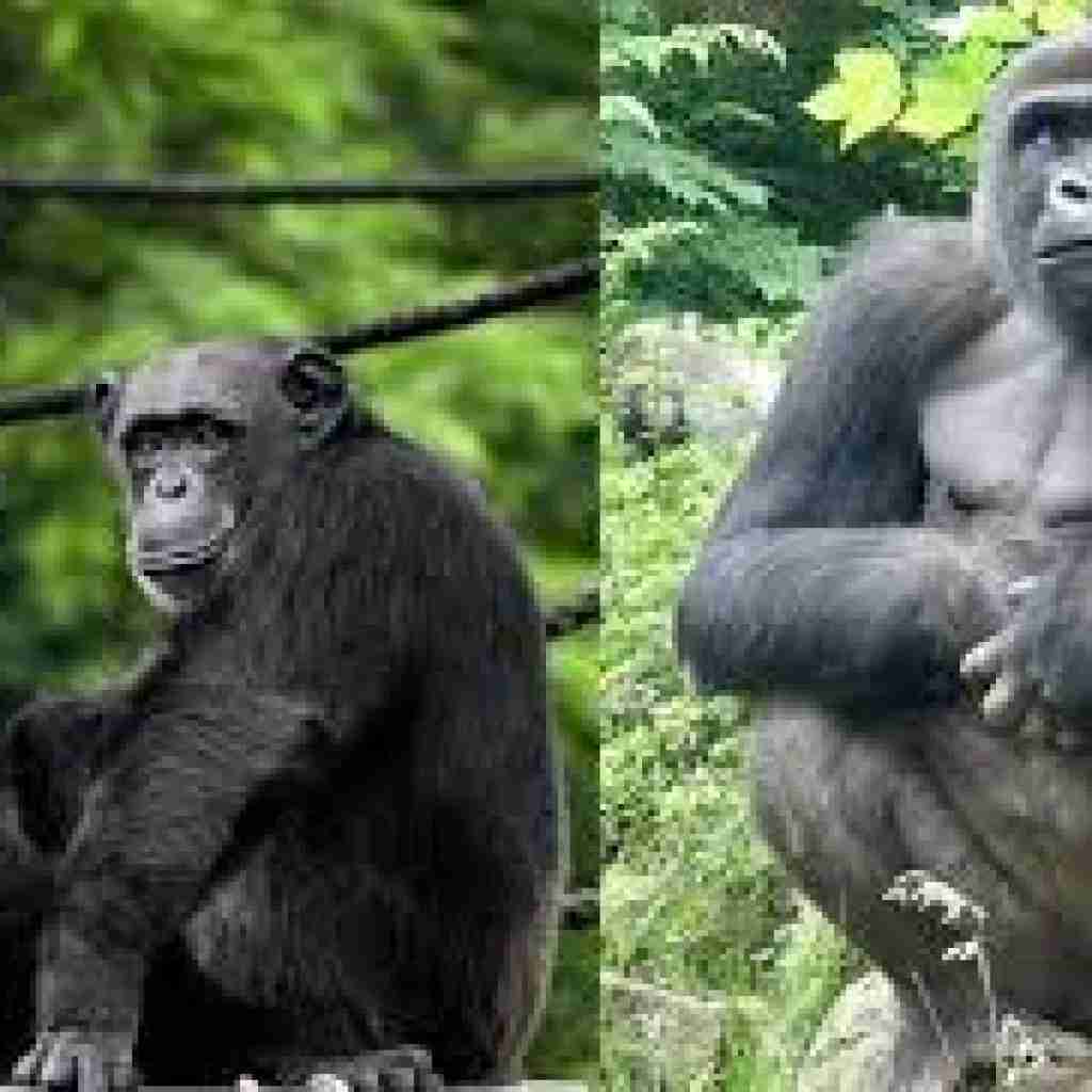 gorillas