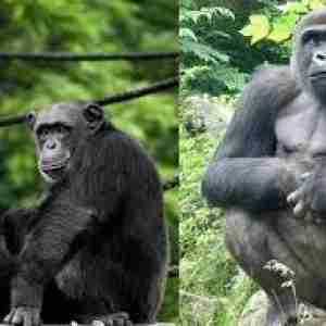 gorillas