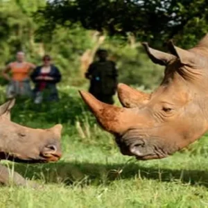 rhino