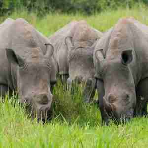 ziwa rhino sanctuary