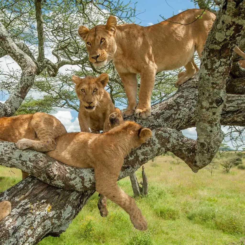 Tree climbing Lions