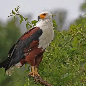 african fish eagle