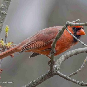 birding