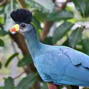 great blue turaco