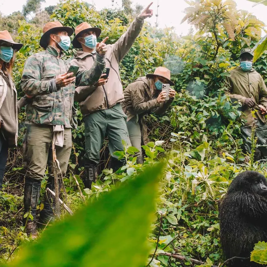 gorilla trekking