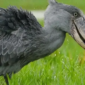 Shoebill