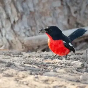 birding
