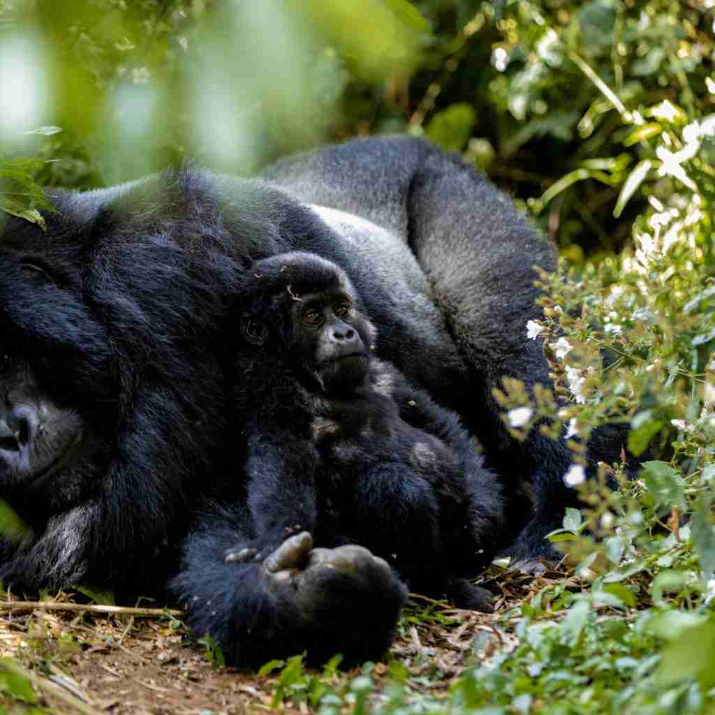 gorillas