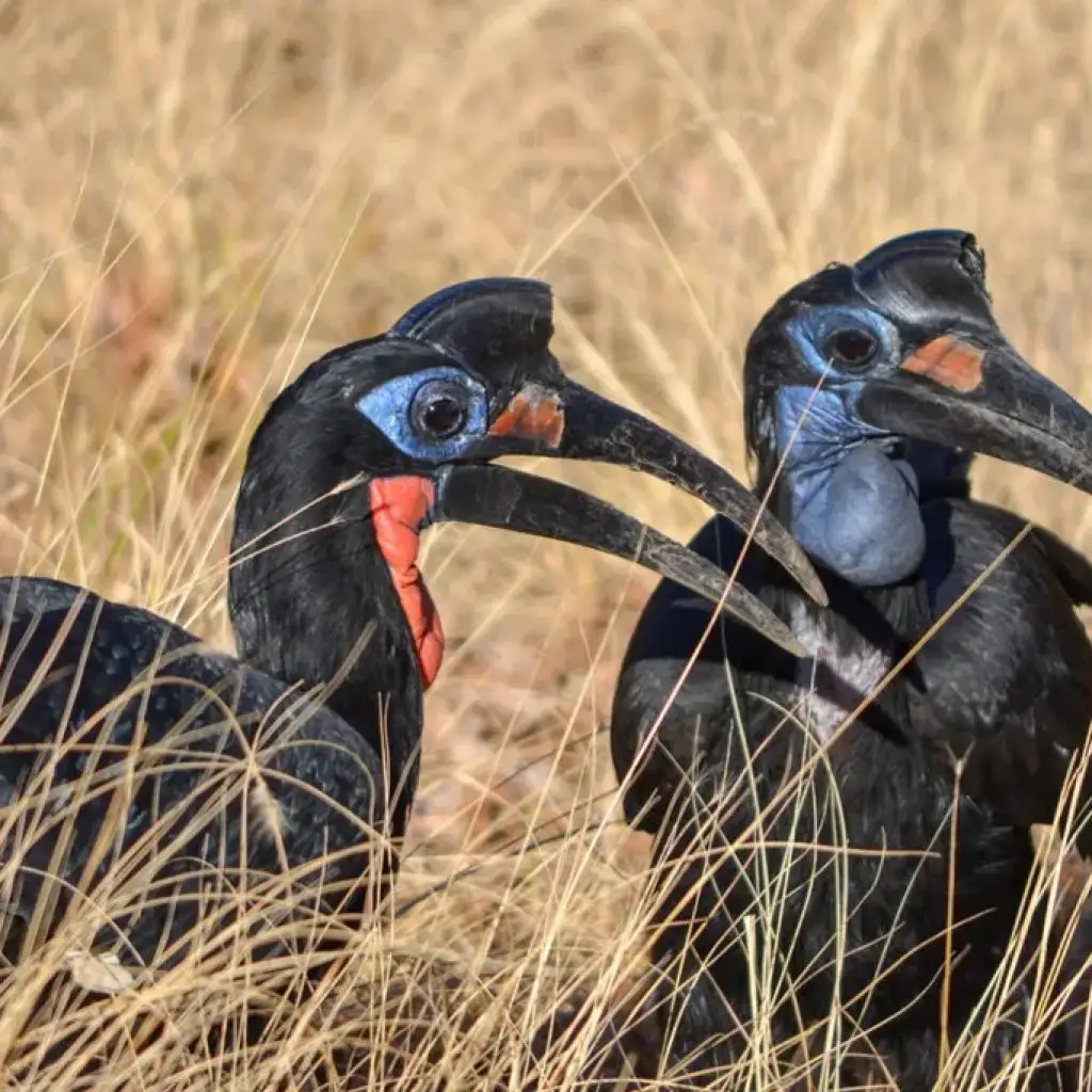 hornbill
