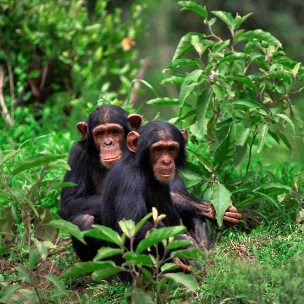 chimpanzee trekking