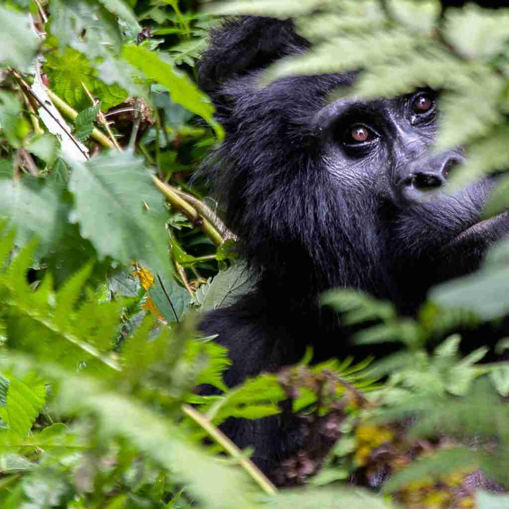 gorilla trekking