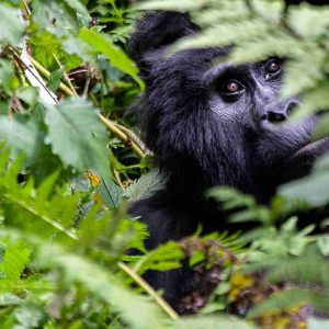 gorilla trekking