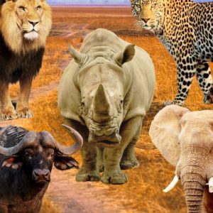 Big five