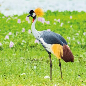 crested crane