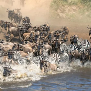 wildbeest migration
