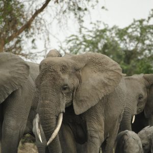 elephants