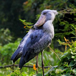 shoebill