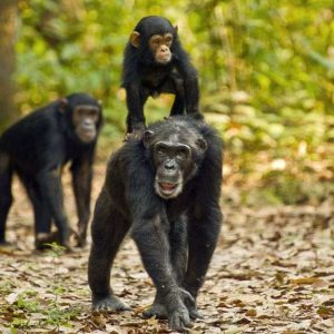chimpanzee trekking