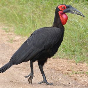 hornbill