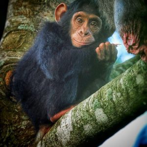 chimpanzee