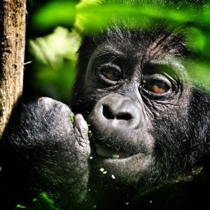 gorilla