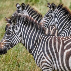 zebras