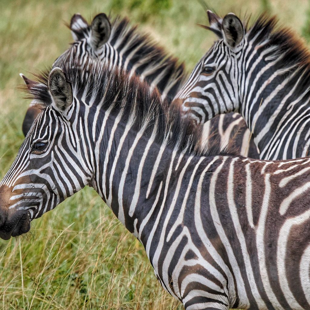Zebras in Lake Mburo nation park