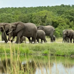 elephants