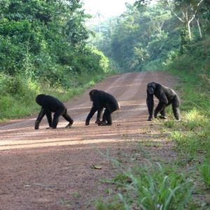 chimpanzee trekking