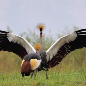 Pearl of Africa