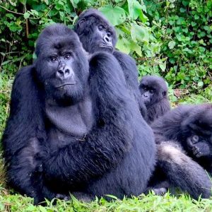 gorillas