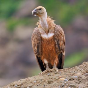 Vulture