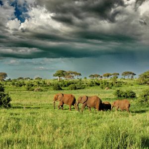 uganda