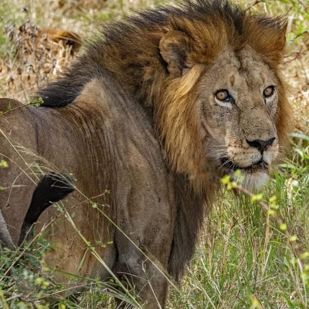 lion