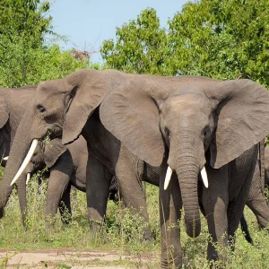 elephants